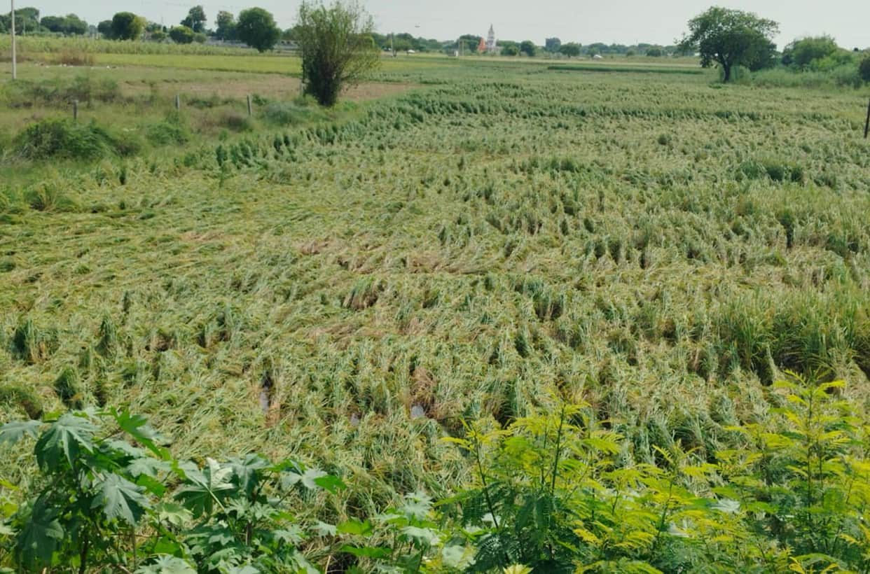Calamity: Strong winds and rain flatten paddy and sugarcane crops in the fields; farmers' hard work goes to waste.