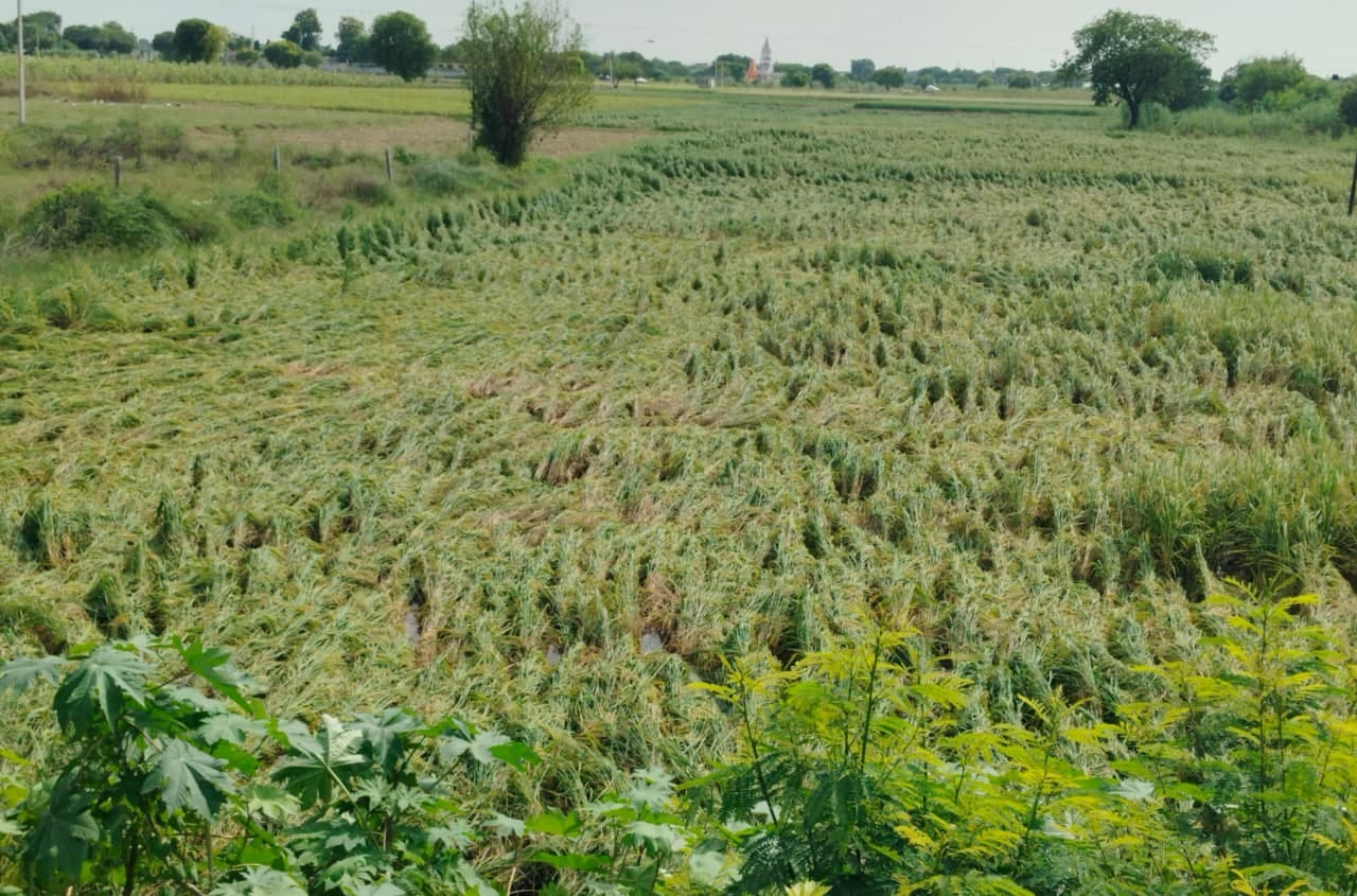 सिकंदराबाद बारिश से गिरी धान की फसल