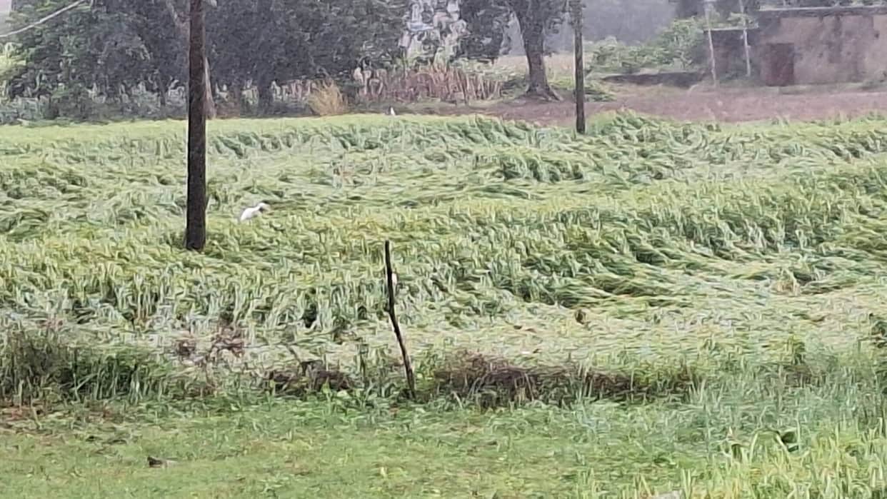 Paddy and millet crops damaged by rain and strong winds