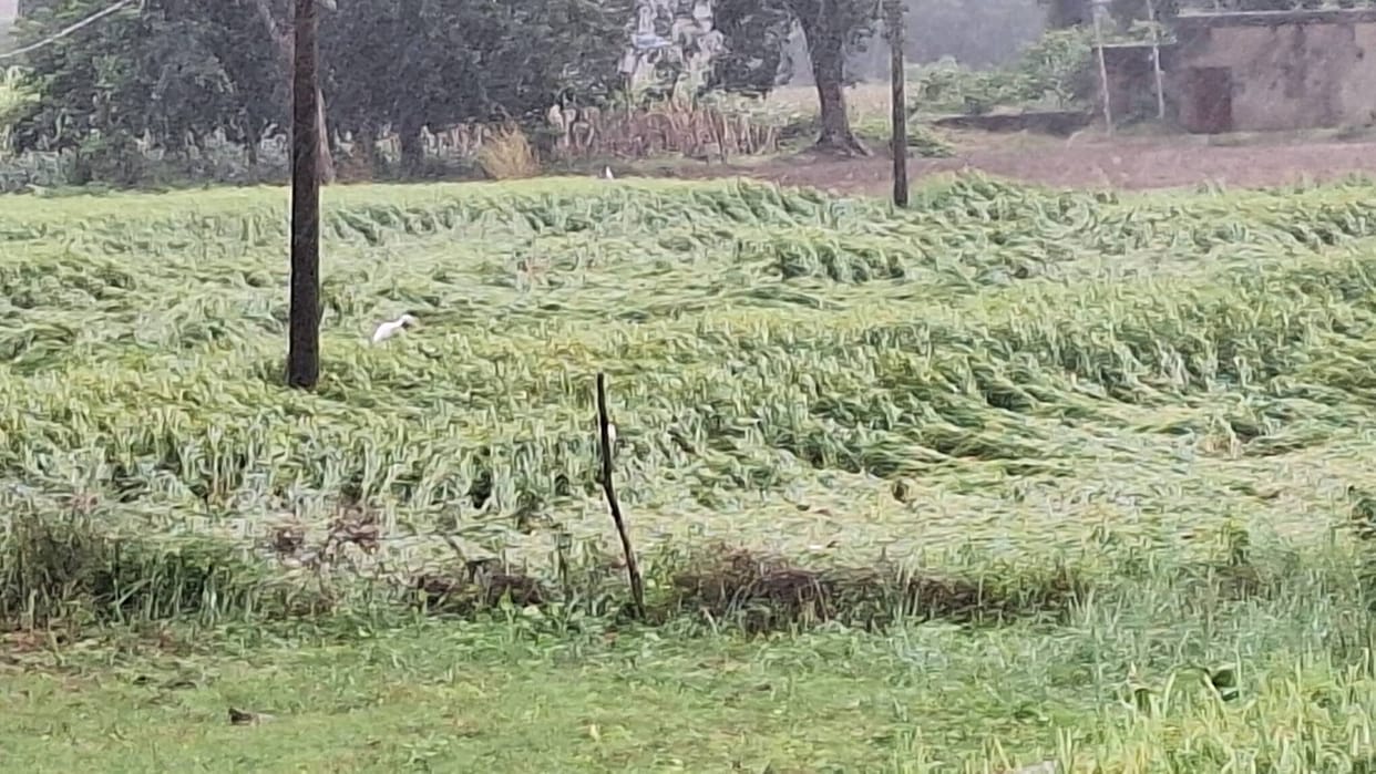 Paddy and millet crops damaged by rain and strong winds