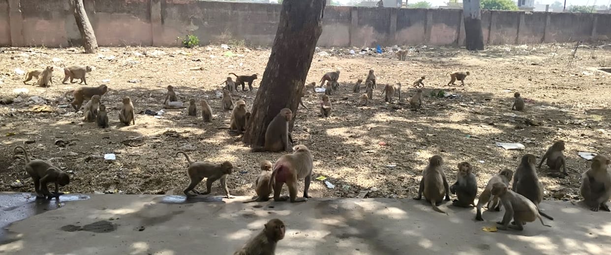 Monkey menace: ADJ court gives green signal to civil court's decision