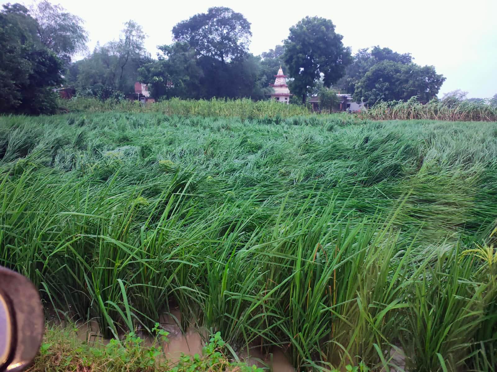 शेरपुर में गिरी धान की फसल। संवाद