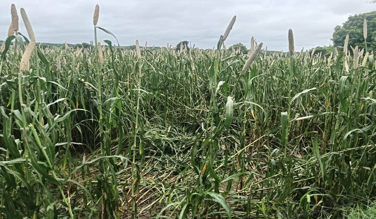 Rain and strong winds flatten pearl millet crop; farmers' concerns mount.