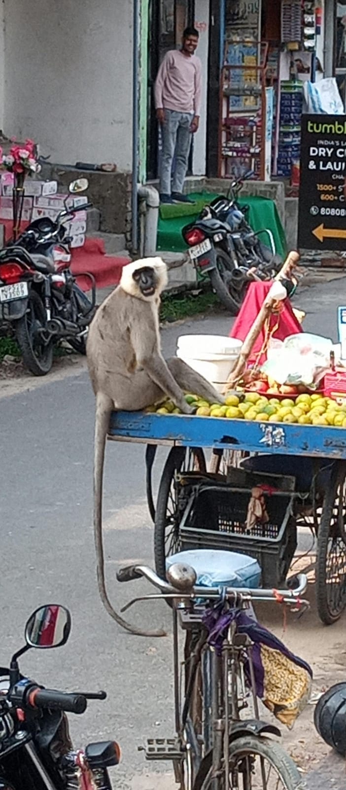 A monkey left five more people bloodied.