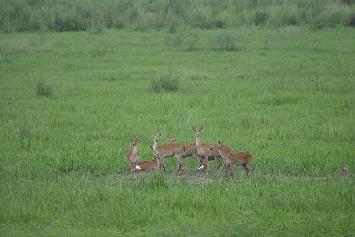 Water in the forest, wildlife facing shelter crisis