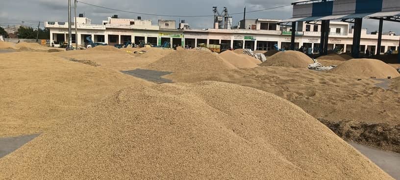 When no space was available in the *dhand* (storage yard), the paddy was unloaded onto the bare ground.