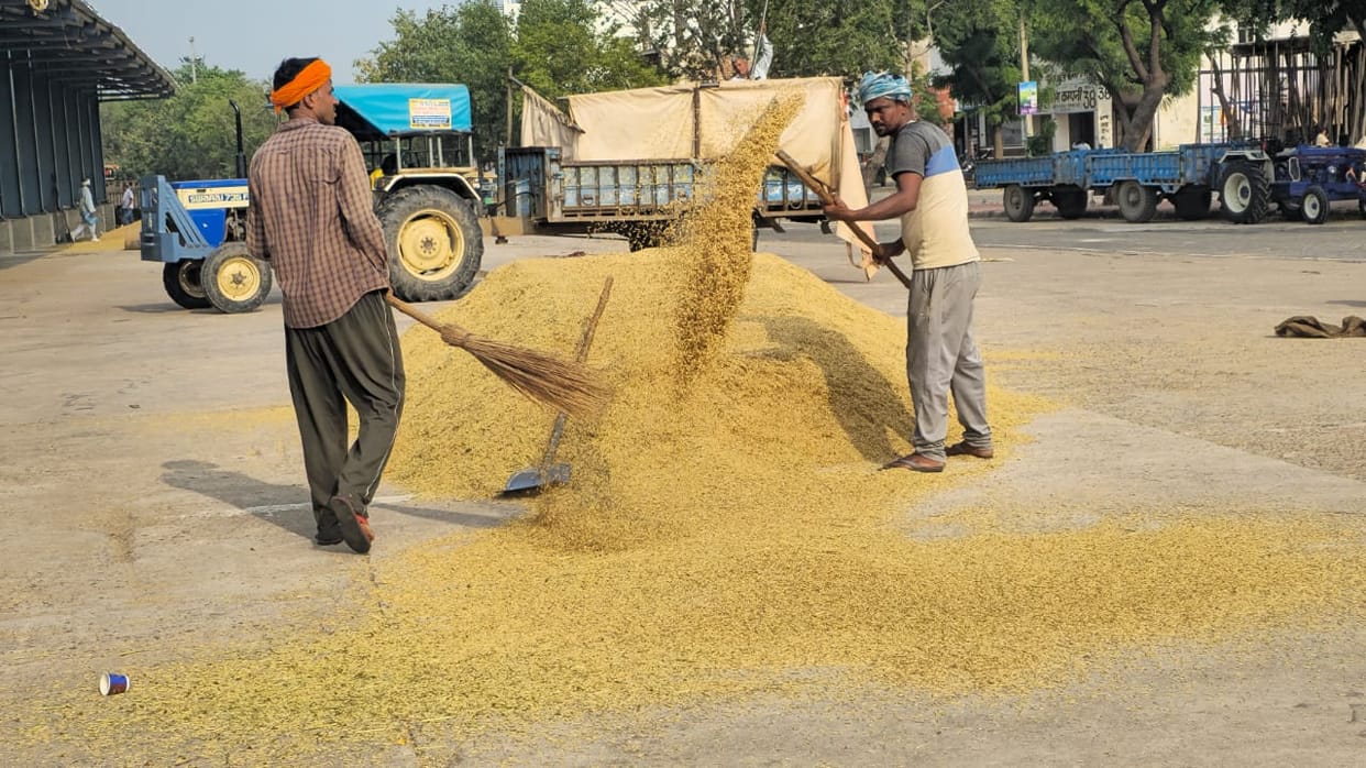 High moisture content in paddy; procurement being