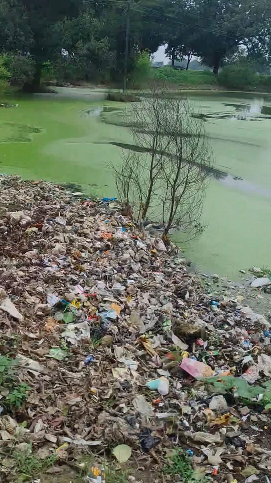 चरवा के वार्ड नम्बर नौ सरदार पटेल नगर में तालाब किनारे फैला कूडा। संवाद
