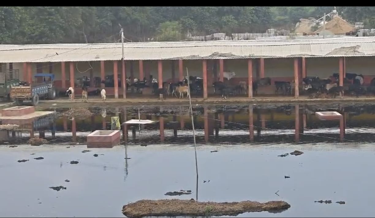 चांददीयर पंचायत में जयप्रभा सेतु के पास स्थित कान्हा गोशाला में लगा बारिश का पानी। वीडियो ग्रैब
