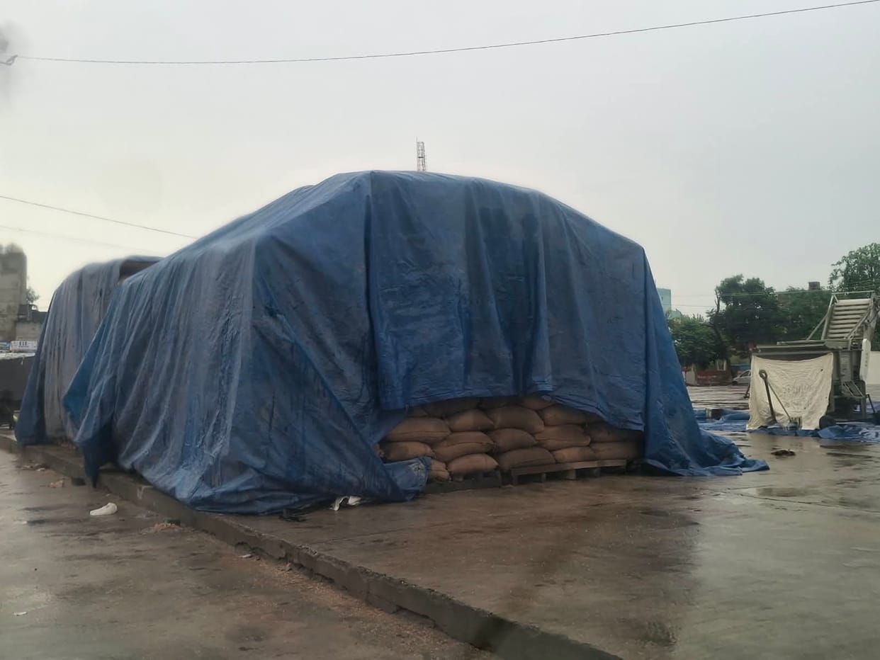 Paddy kept in the open in Chhachhrauli Mandi got wet due to rain