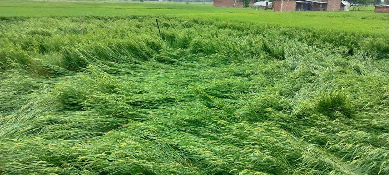 Crop raised on borrowed money; rain upset the financial calculations