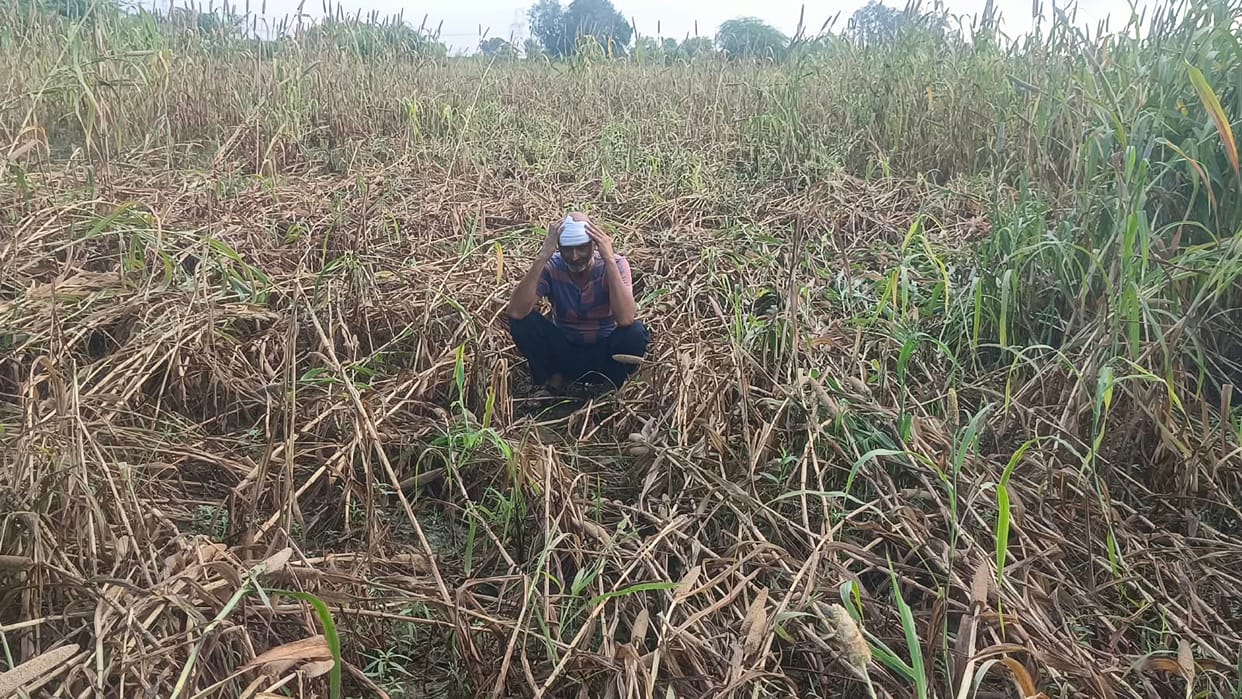 Rain and strong winds flatten pearl millet crop; farmers' concerns mount.