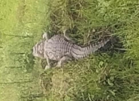Crocodile spotted in Jarya Nala between Nari and Pahadgaon; panic among villagers.