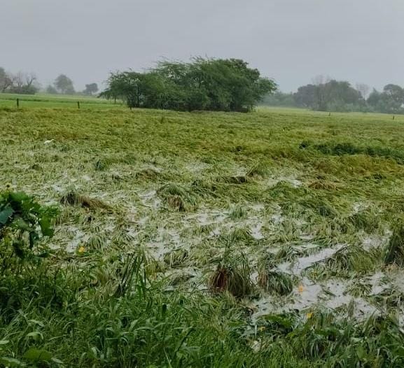 Thousands of bighas of paddy crops flattened in the fields due to rain and strong winds.