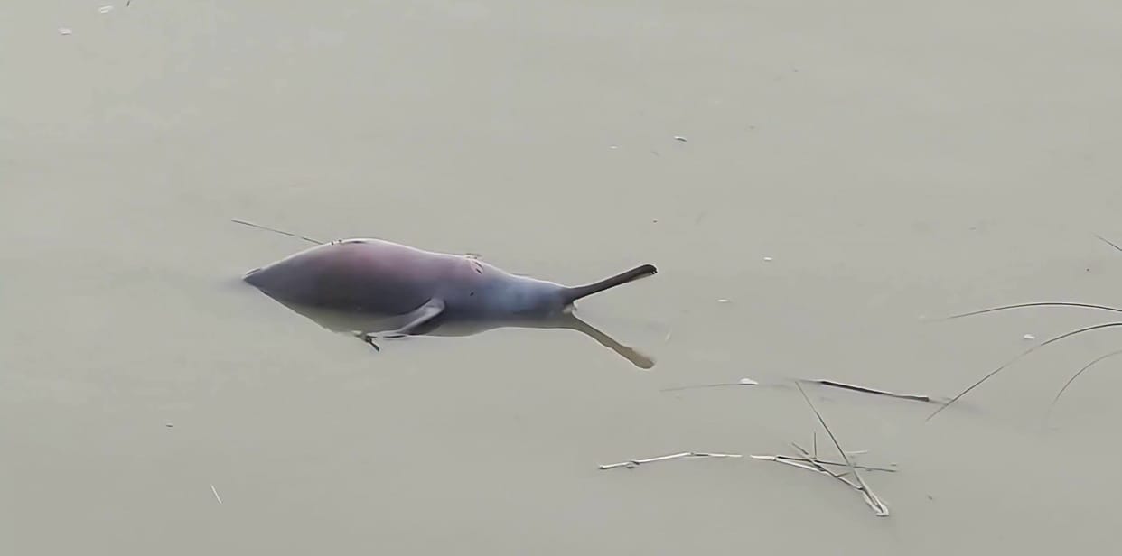 Adult dolphin found dead on the banks of the Saryu.