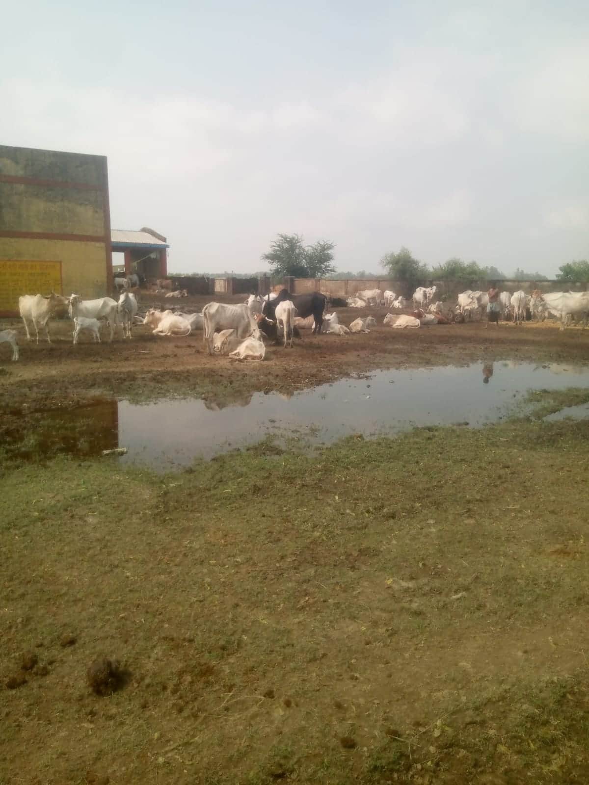 Flood threat looms over cow shelters... evacuated.