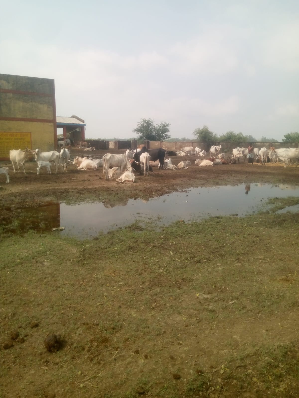 Flood threat looms over cow shelters... evacuated.
