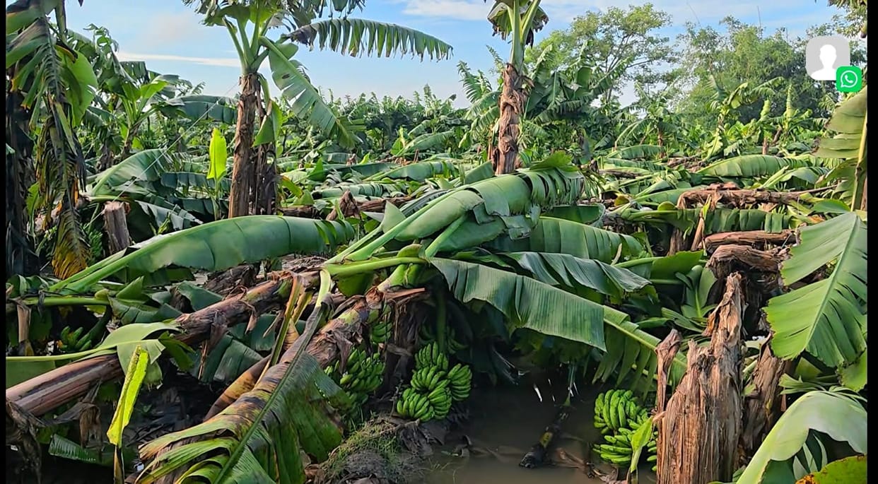 Weather takes a toll on banana crop; farmers suffer losses.