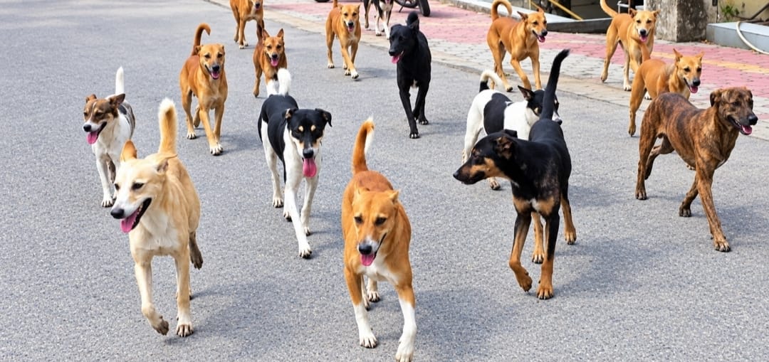 11 people are being injured by dogs every day in Mauaima