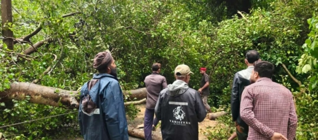 Due to a tree falling on the HT line, the supply to the villages and colonies on the banks of Sharda river has been disrupted.