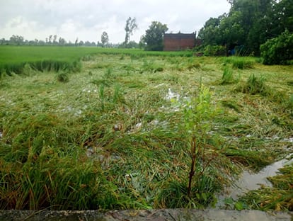 जलालपुर  में धान की गिरी फसल व खेत में भरा पानी। संवाद