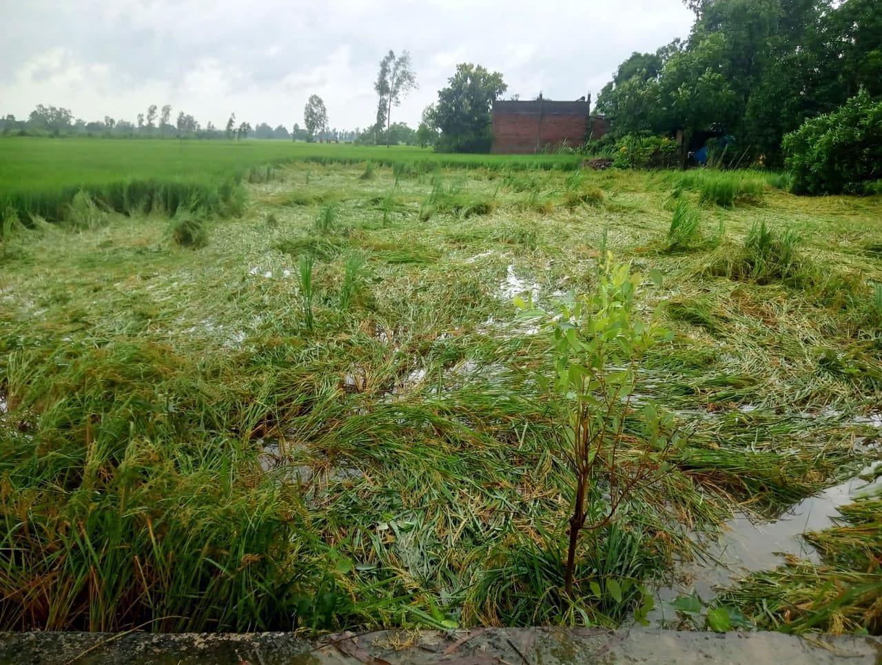 जलालपुर  में धान की गिरी फसल व खेत में भरा पानी। संवाद