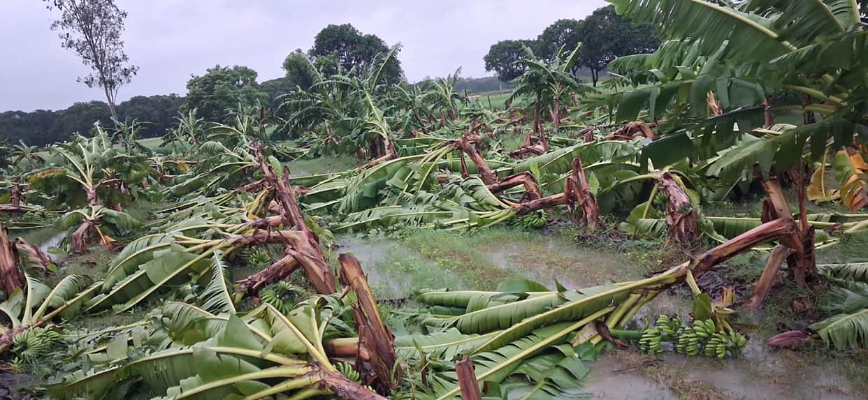 Paddy, sugarcane, and banana crops destroyed by rain and storms.