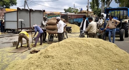 Hathras paddy shines due to demand from Gulf countries; farmers smile.