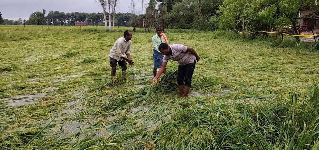 Rain washes away hopes... crops flattened in the fields