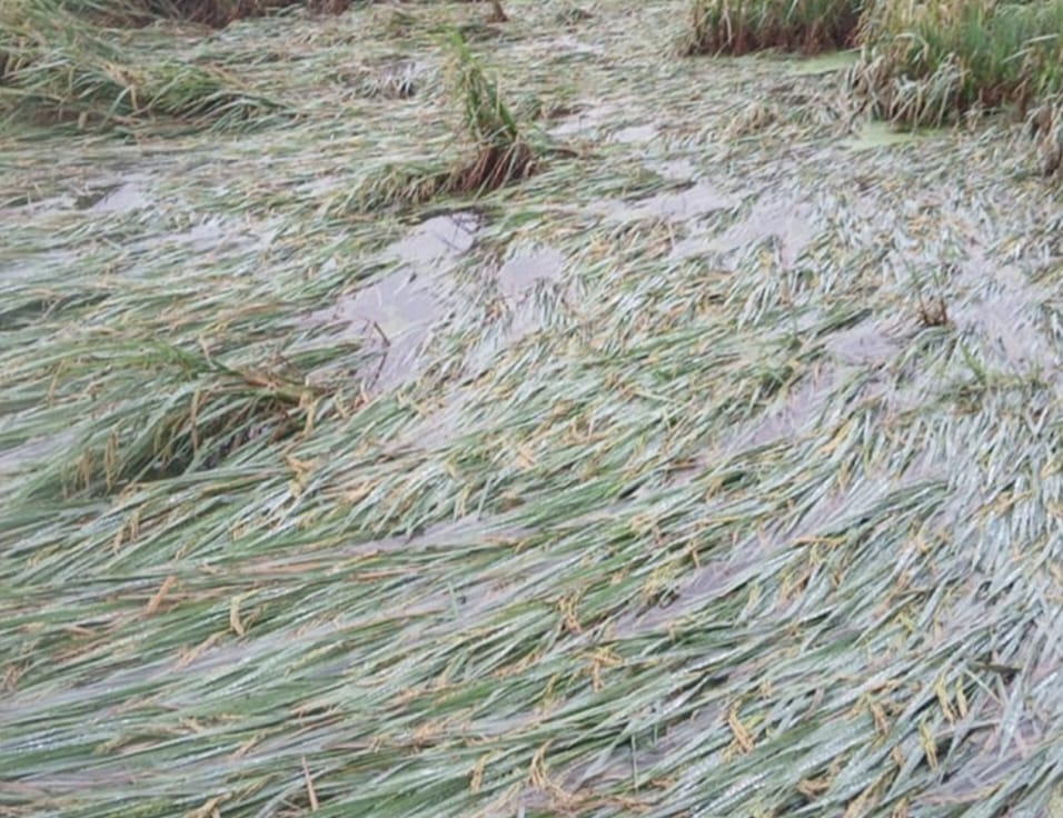 Farmers broke down in tears upon seeing their ruined crops