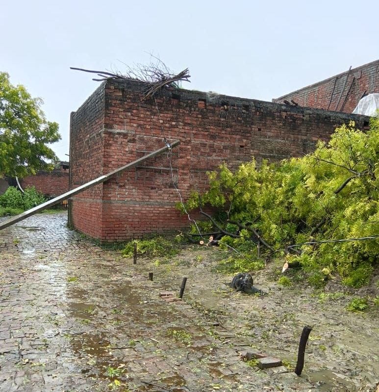 Rain disrupts power supply; 203 poles toppled, wires and insulators also damaged.