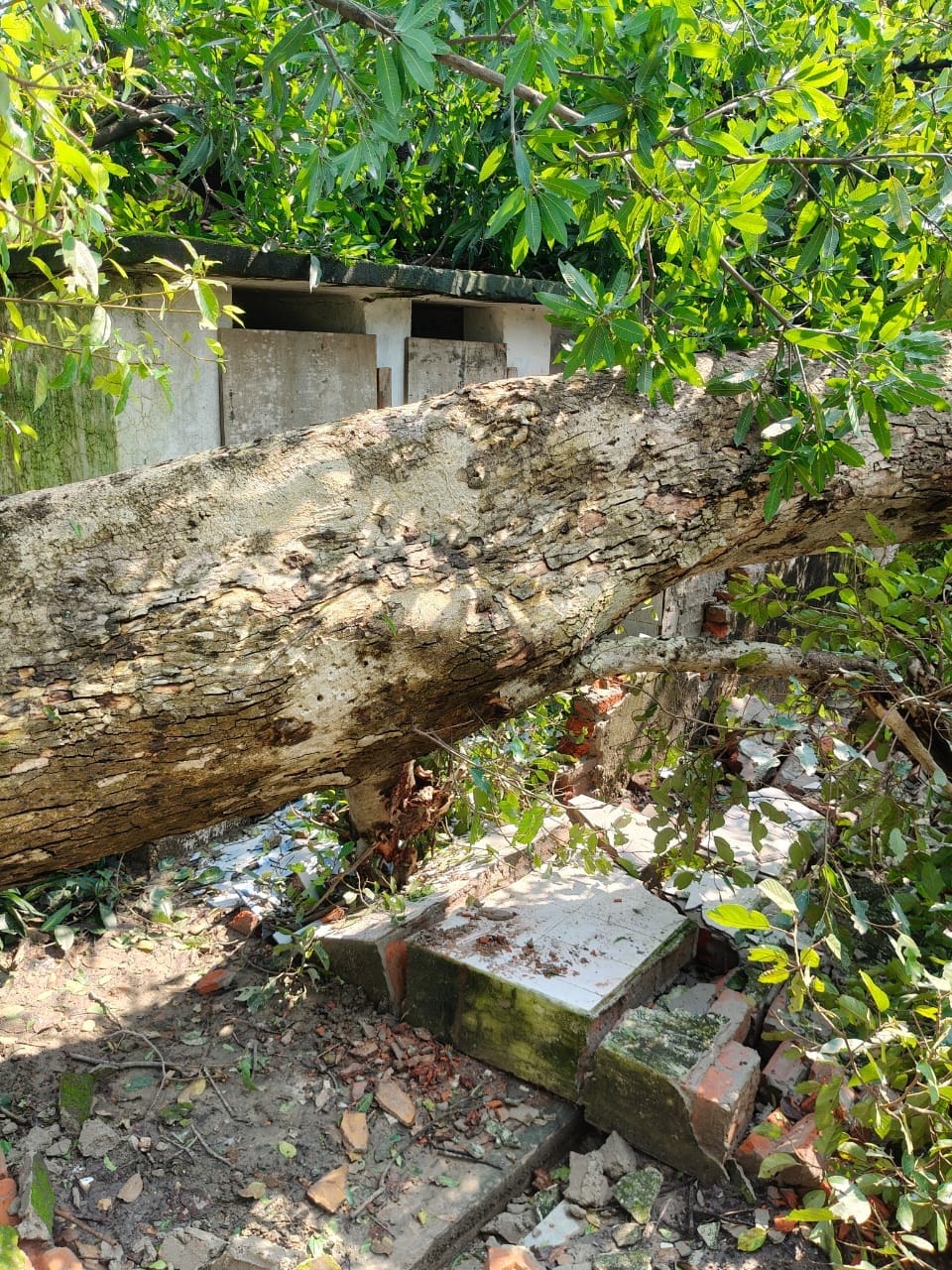 प्राथमिक विद्यालय दिनारी द्वितीय में भरा पानी व रुपईडीह में गिरा पेड़। - संवाद