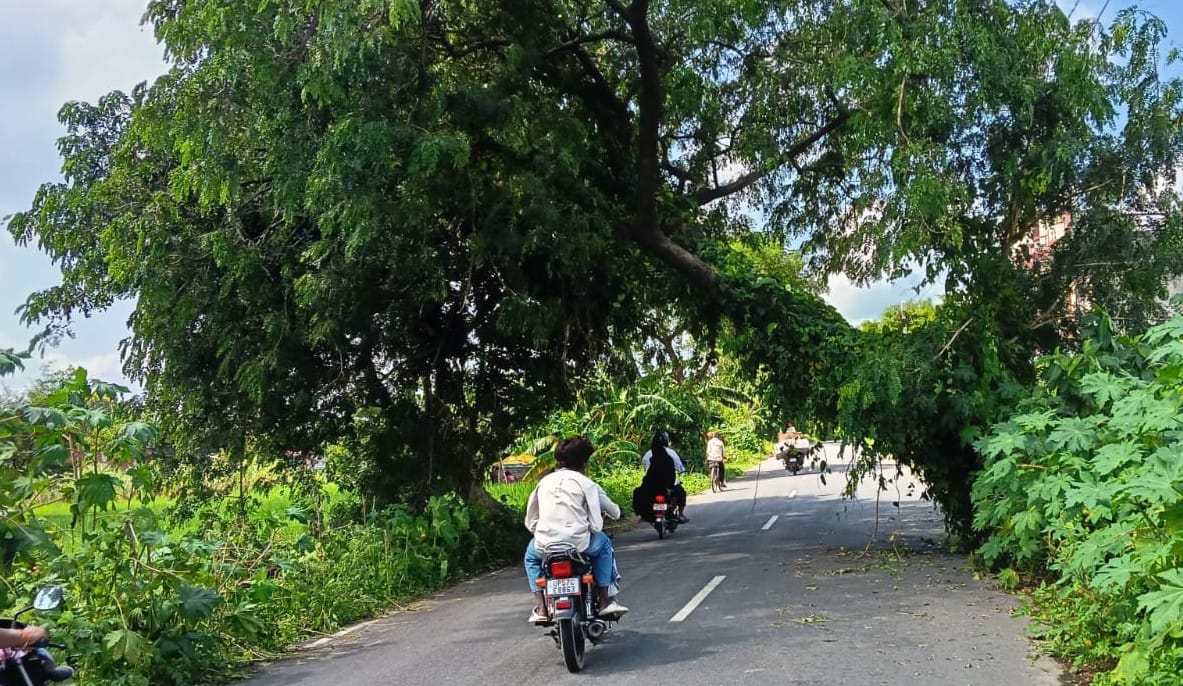 पटहेरिया तुर्कपट्टी मार्ग राजपत चौराहे के समीप सड़क पर पेड़ गिरने से बड़ी गाड़ियों को आने-जाने 