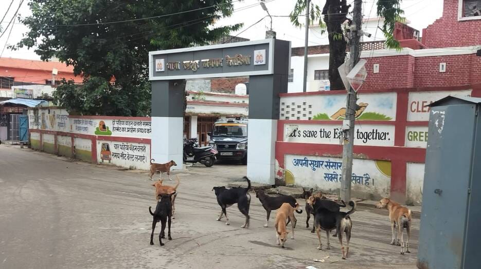 रुद्रपुर कोतवाली के गेट पर घूमते कुत्ते 