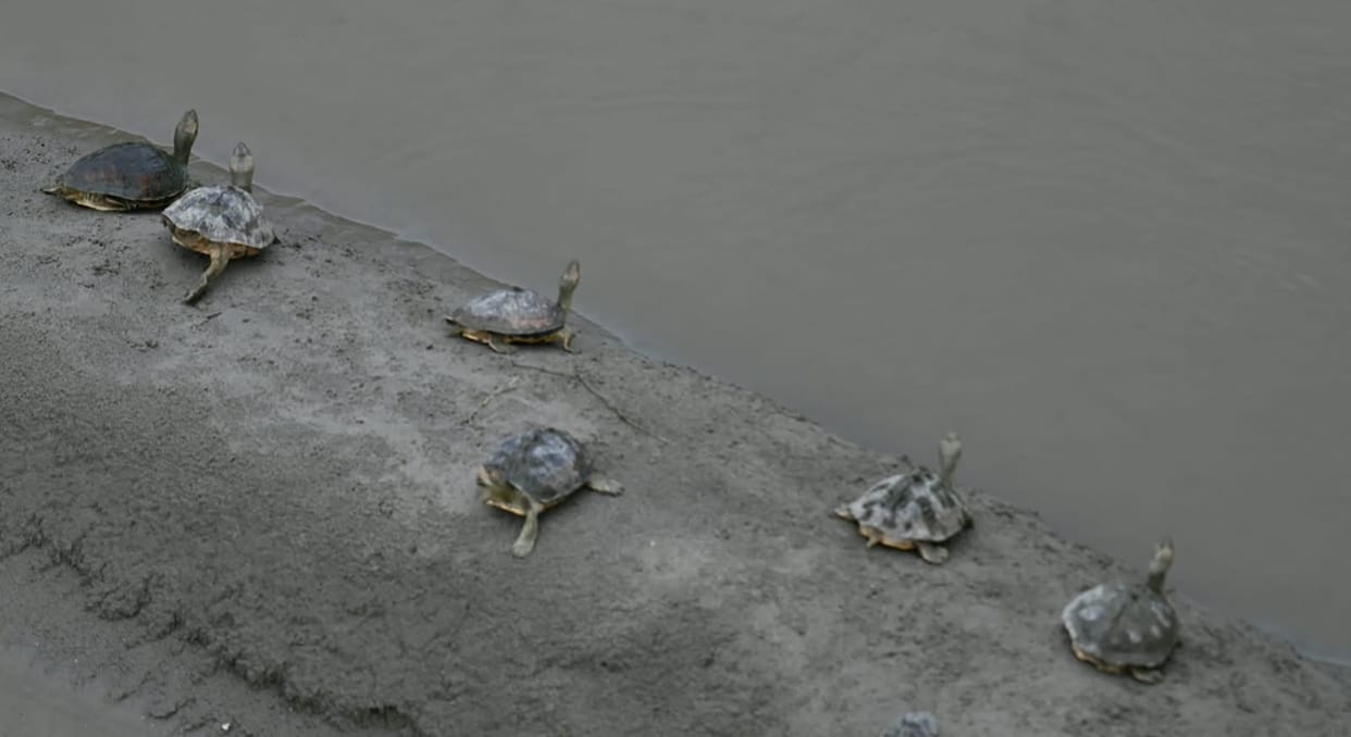 Populations of rare turtles in the Ganges are increasing by up to 17 percent annually