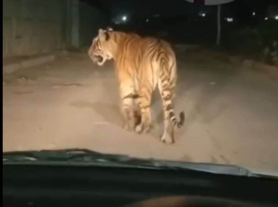 सीहोर: हाईवे पर अचानक सामने आ गया बाघ, कैमरे में कैद हुआ खौफनाक नजारा; क्या सुरक्षित हैं शाहगंज के गांव?