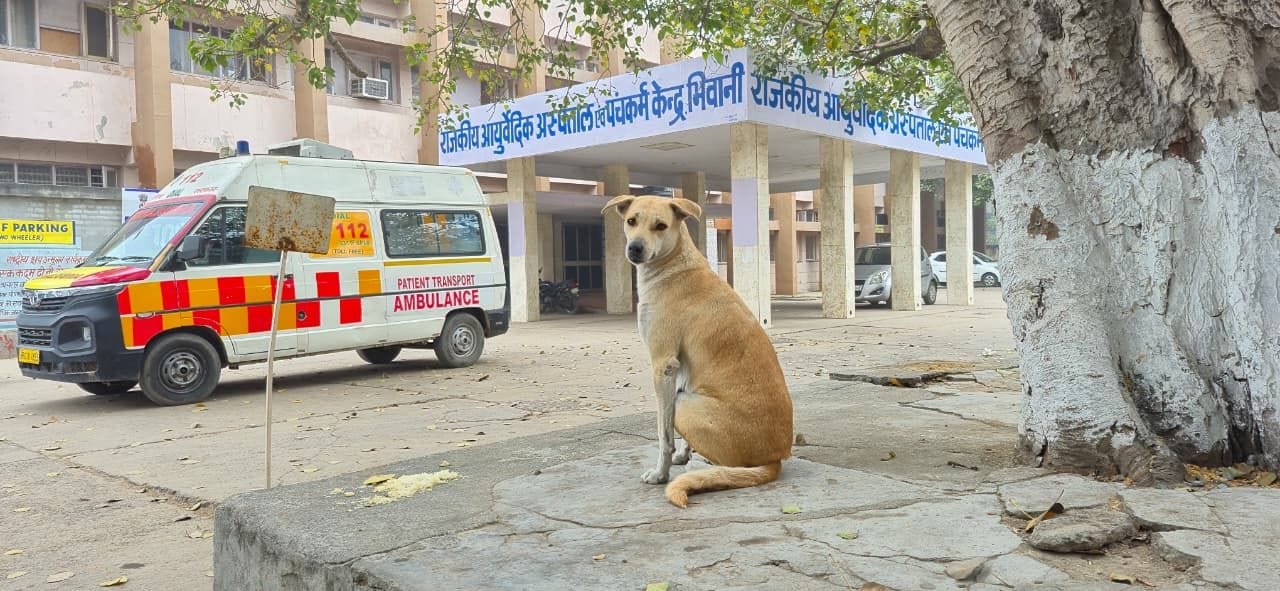 शहर के जिला नागरिक अस्पताल में बैठा कुत्ता।