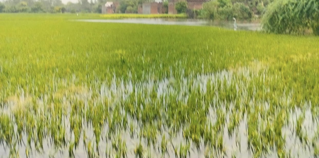 22 villages affected by floods and rain; crops submerged, roads blocked.
