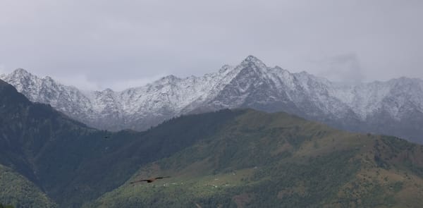 Fresh snowfall on Dhauladhar peaks; rain brings a drop in temperature.