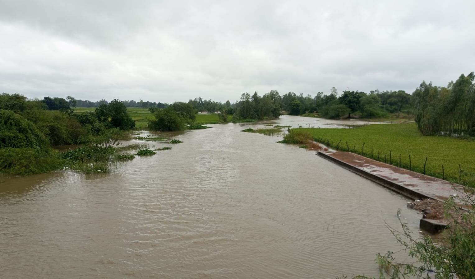 Kalyani River overflows; 150 bighas of paddy submerged.