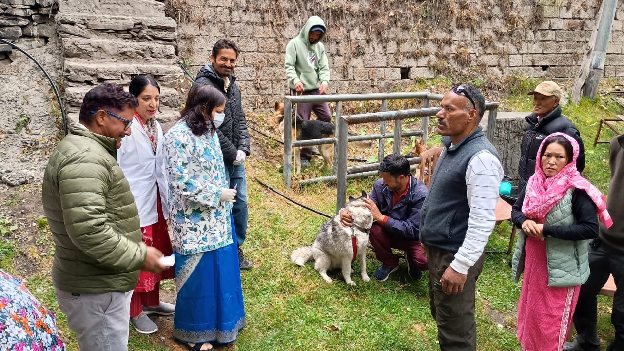 विश्व रेबीज दिवस पर केलांग जागरूकता शिविर आयोजित किया गया। इस दौरान कुतों का टीकाकरण करते हुए।-