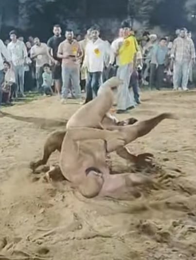 28 सफीदों 1,2रवि लडवाल व मोहम्मद रसिया के बीच होती हुई कुश्ती। स्रोत आयोजक
