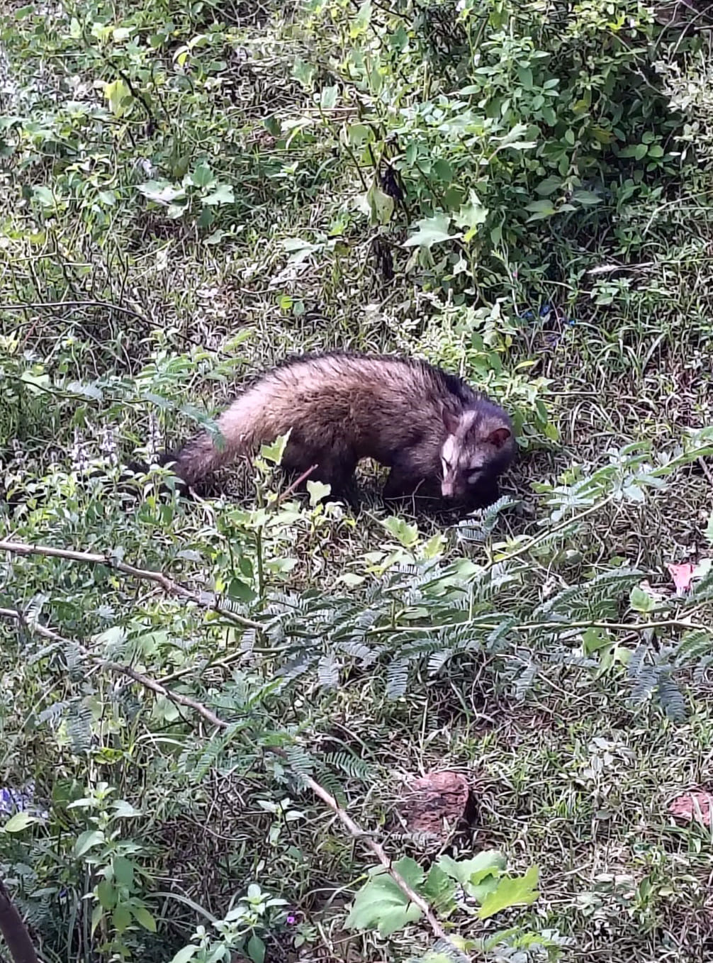 Female honey badger enters toilet with two cubs; family screams in alarm.
