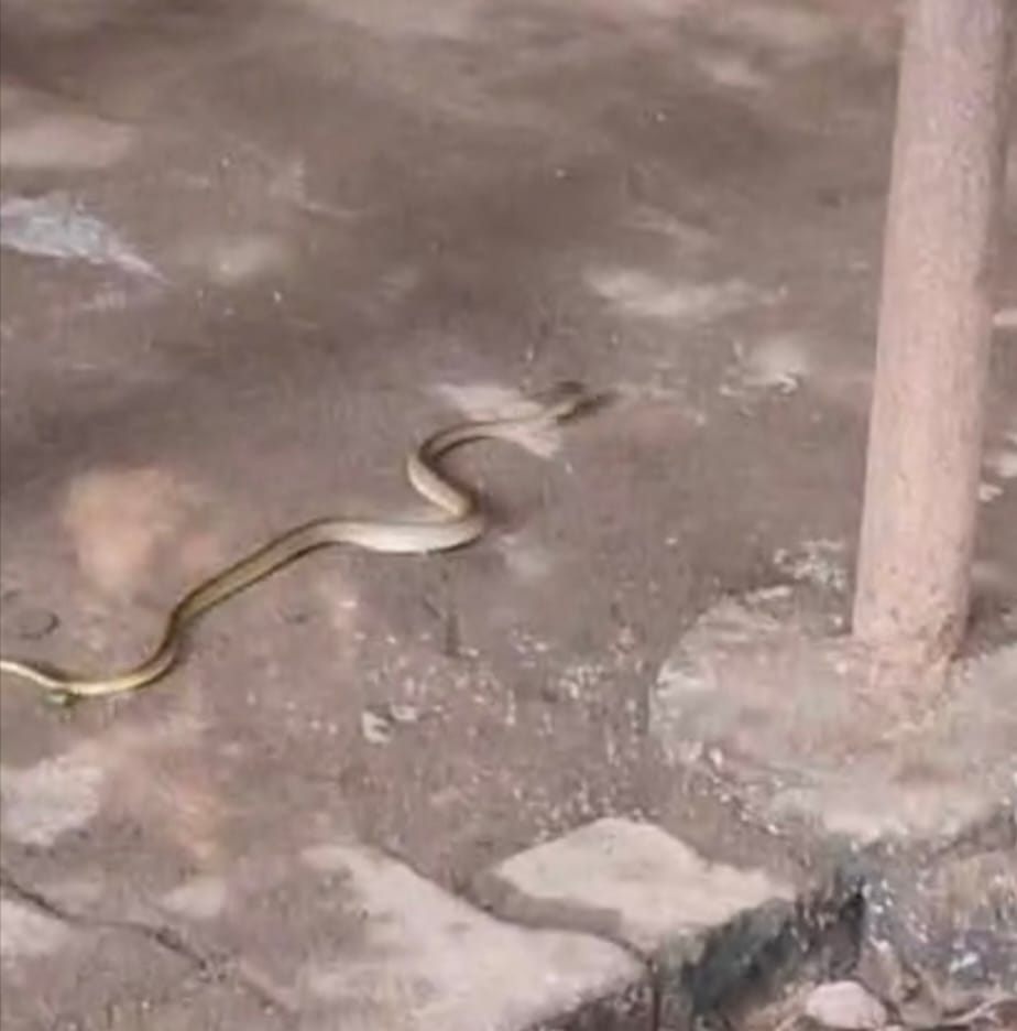 Panic ensues after a snake is found in a lawyer's chamber