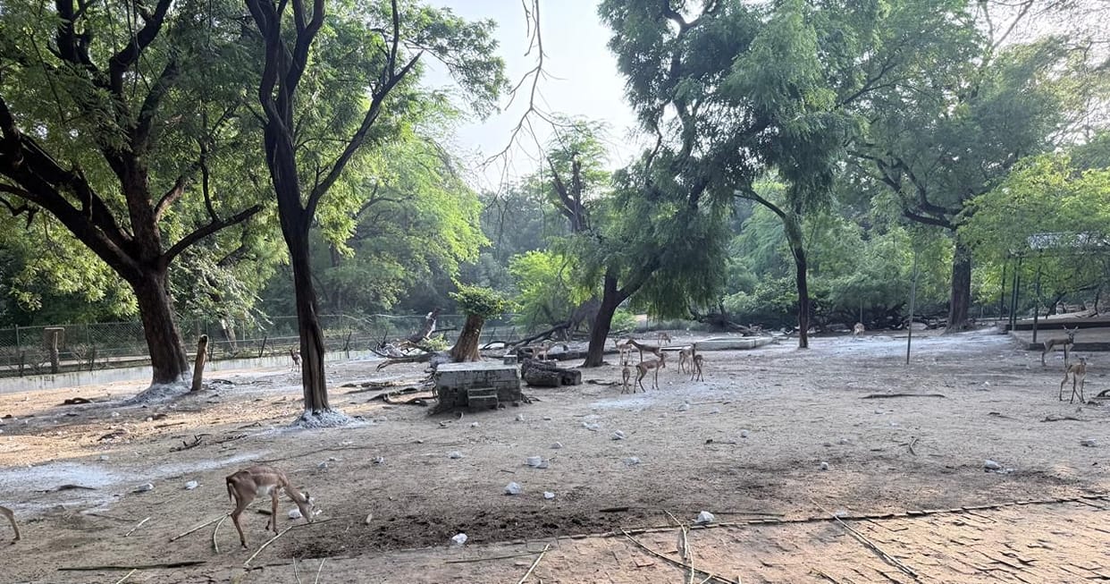 Two blackbucks died after falling victim to toxemia following the rain.