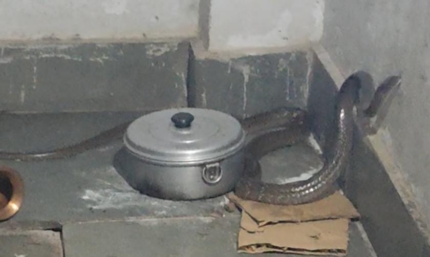 फोटो-03 कोंच सीएचसी के रेन बसेरे में घुसा सांप। संवाद