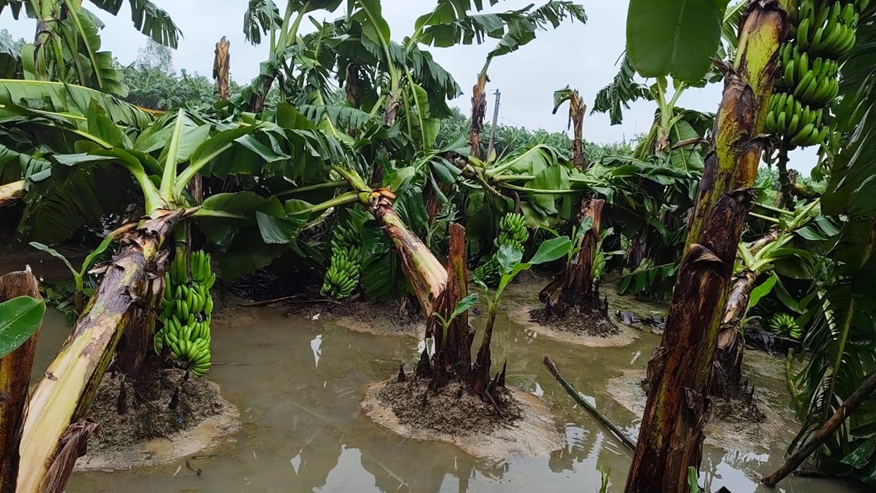 Thousands of bighas of crops destroyed by rain and strong winds; farmers in distress.