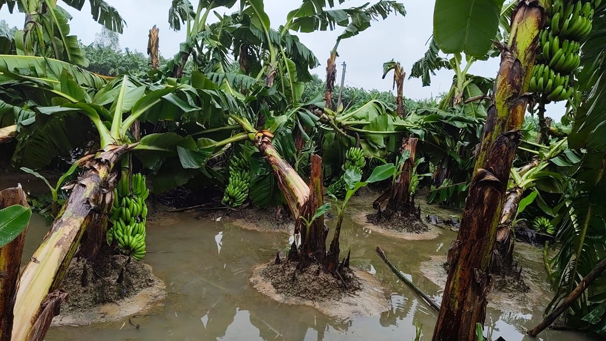 Fatehpur News: बारिश और तेज हवा से हजारों बीघे फसल तबाह, किसान बेहाल