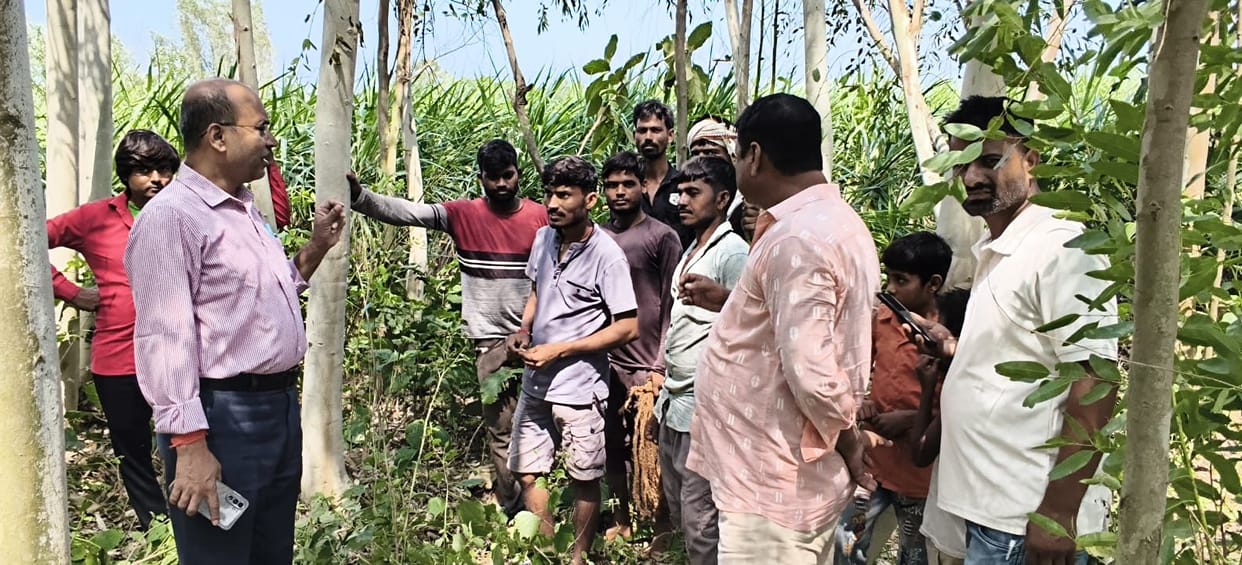 A sugar mill team is helping to tie up fallen sugarcane