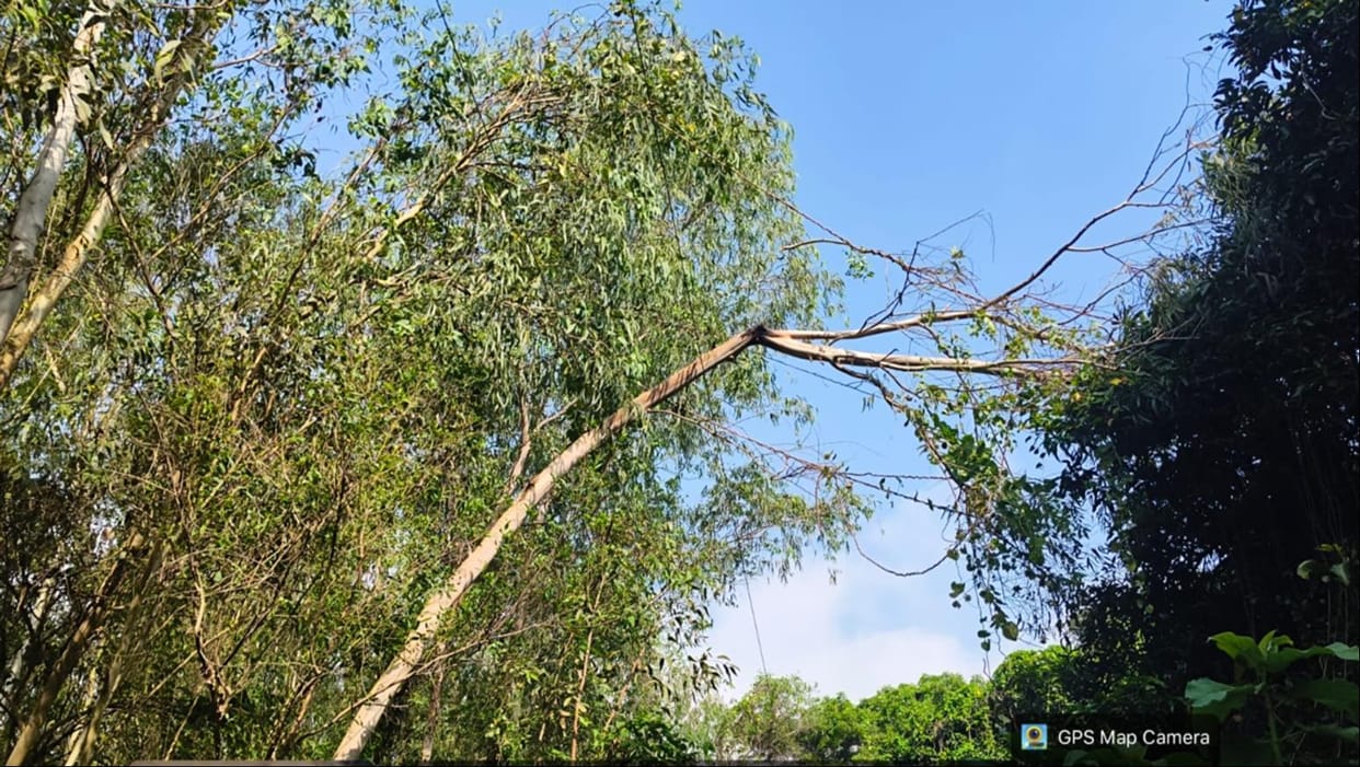 Power supply disrupted after a tree fell on the power line.